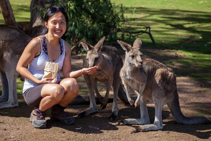 Hobart Waterfalls, Wilderness & Wildlife Day Tour — Mt Field to kunanyi