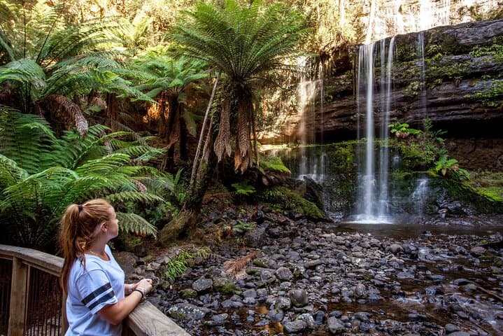 Hobart Waterfalls, Wilderness & Wildlife Day Tour — Mt Field to kunanyi photo 5