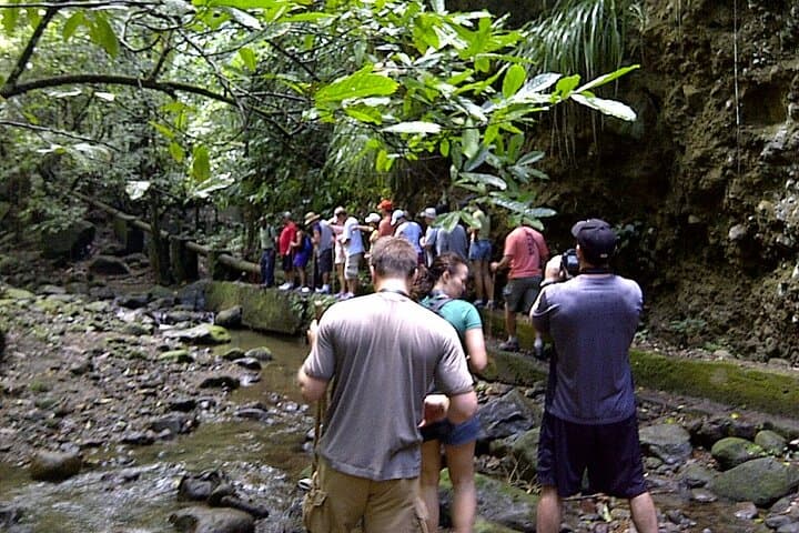 St. Kitts Rainforest Rumble: Guided Tropical Hike with Local Snacks photo 4