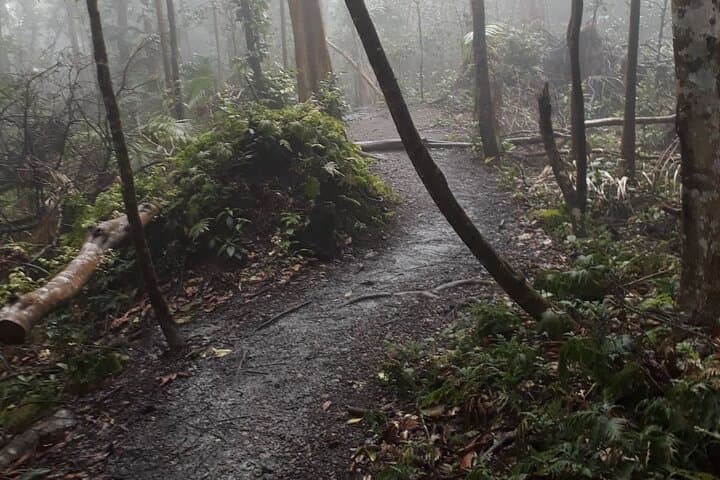 St. Kitts Rainforest Rumble: Guided Tropical Hike with Local Snacks photo 5