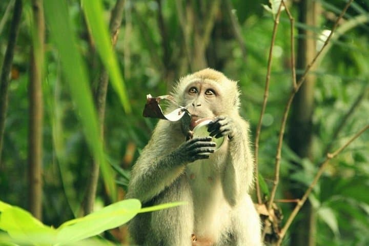 Can Gio Mangrove Biosphere Reserve: Day Trip from Ho Chi Minh City photo 4
