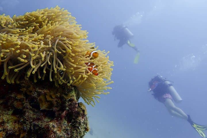 Beginner Scuba Diving in Pulau Perhentian: Discovery Scuba (DSD) Experience photo 5