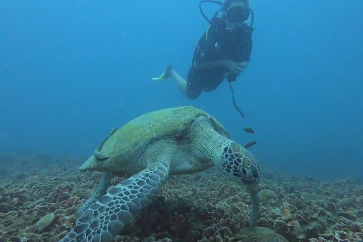 Beginner Scuba Diving in Pulau Perhentian: Discovery Scuba (DSD) Experience photo 4