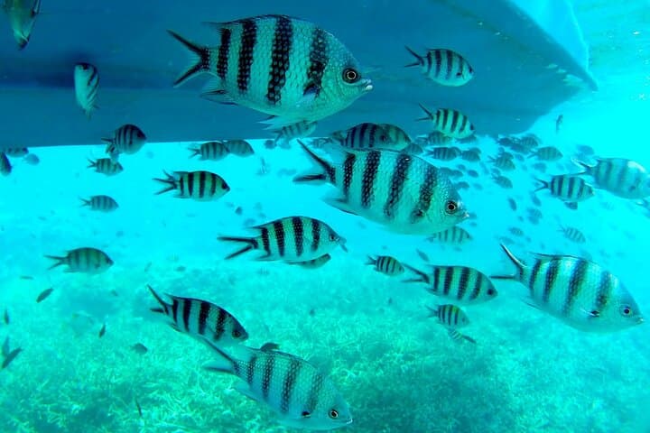3-Day Tioman Island Snorkeling & Island Hopping Package from Singapore