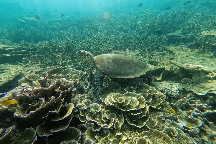 3-Day Tioman Island Snorkeling & Island Hopping Package from Singapore photo 6