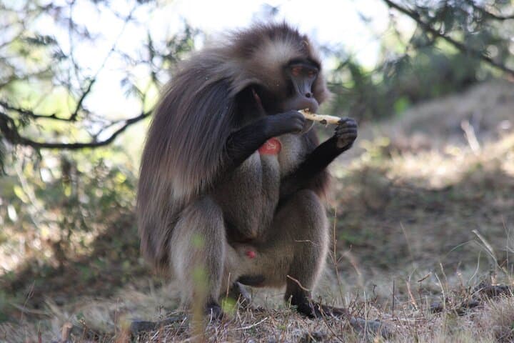 Debre Libanos Monastery & Jemma River Gorge: Private Day Tour from Addis Ababa photo 4