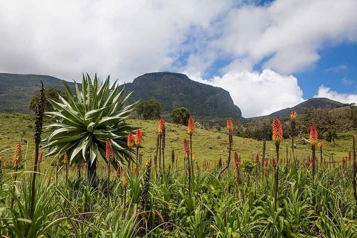 6-Day Bale Mountains Trekking: High-Alpine Hikes, Harenna Forest & Ethiopian Wolf photo 2