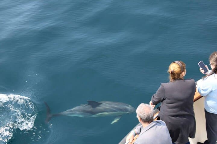 2-hour-dingle-bay-mini-eco-boat-tour-cliffs-sea-caves-wildlife photo 2
