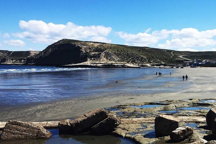 Peninsula Valdés Full-Day Wildlife Tour with Optional Whale-Watching from Puerto Madryn photo 4