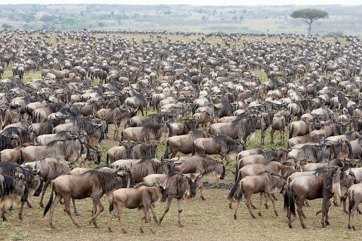 10-Day Luxury Wildebeest Migration Safari in Serengeti & Ngorongoro photo 1