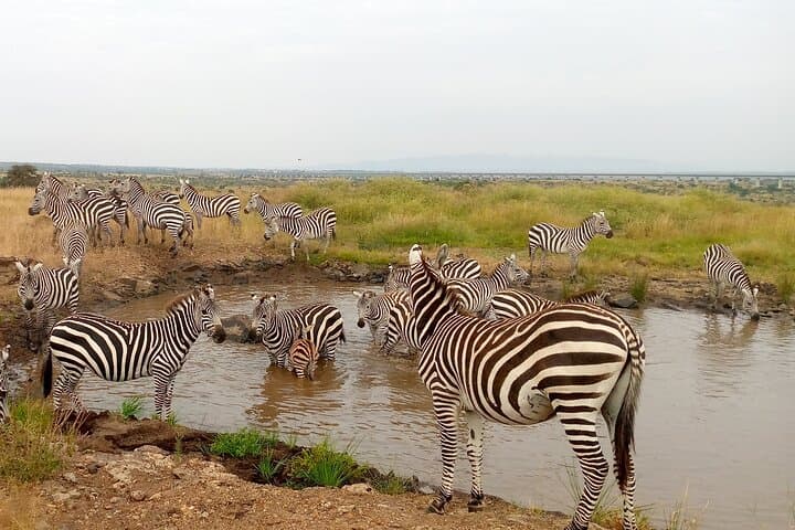 Amboseli National Park 3-Day Safari: Kilimanjaro Views & Big Game photo 2