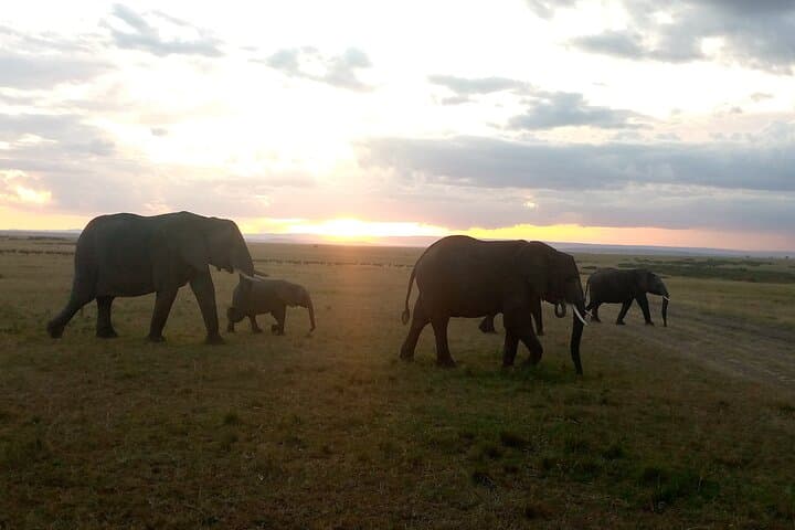 Amboseli National Park 3-Day Safari: Kilimanjaro Views & Big Game photo 3