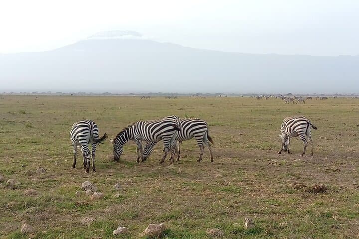 Amboseli National Park 3-Day Safari: Kilimanjaro Views & Big Game photo 4