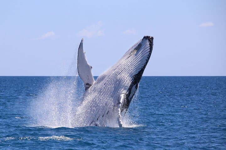 Bahia Malaga Humpback Whale Watching from Cali: Colombian Pacific Day Trip