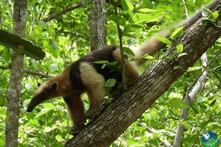 Palo Verde National Park Full-Day Private Tour: Tempisque River Boat Safari & Wildlife photo 4