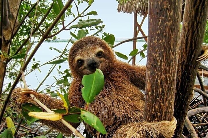 Palo Verde National Park Full-Day Private Tour: Tempisque River Boat Safari & Wildlife photo 2