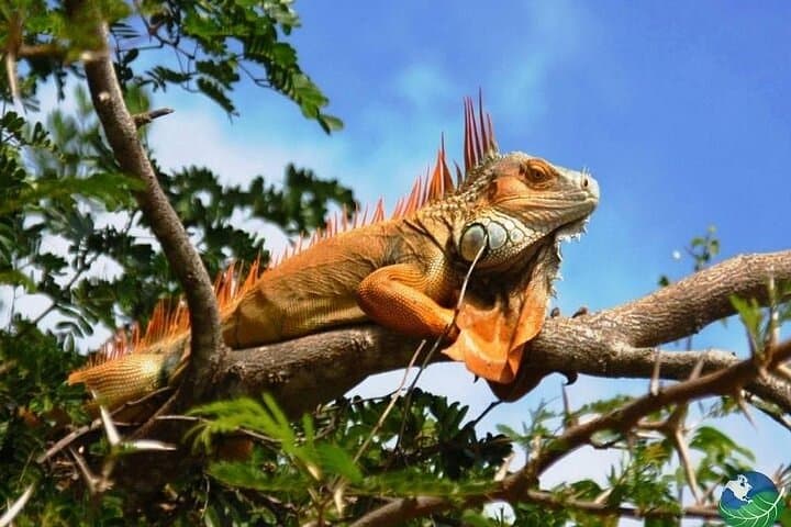 Palo Verde National Park Full-Day Private Tour: Tempisque River Boat Safari & Wildlife photo 3