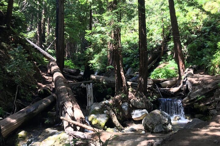4-Hour Big Sur Guided Coastal Hike from Ragged Point photo 3
