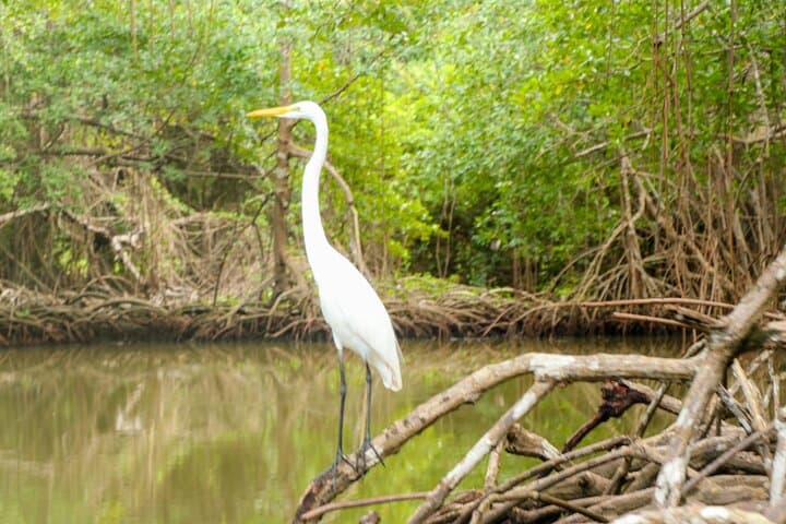Los Haitises & Montaña Redonda: Boat to Caves and Summit Views from Punta Cana photo 5