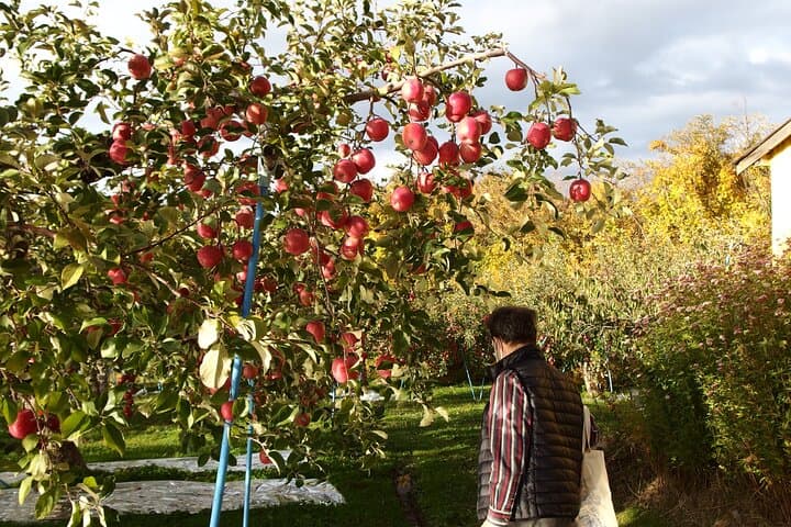 Hirosaki Rice Paddy Art & Apple Picking: Full-Day Private Tour in Aomori