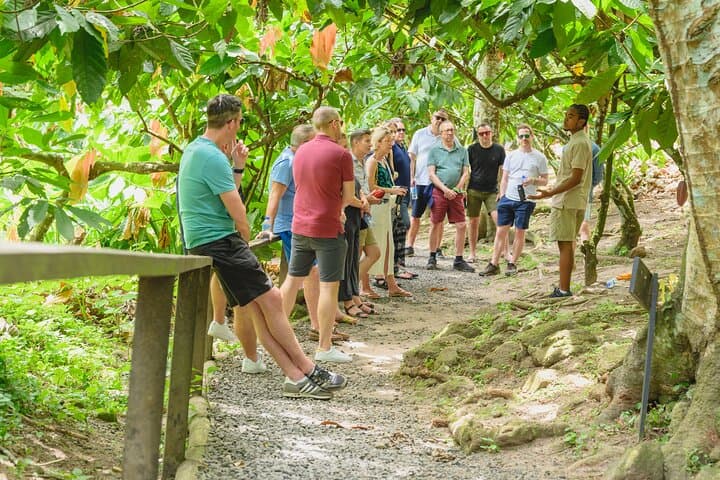 Rabot Estate Tree-to-Bar Chocolate Tour — Project Chocolat, Saint Lucia photo 4