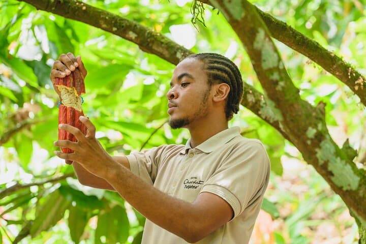 Rabot Estate Tree-to-Bar Chocolate Tour — Project Chocolat, Saint Lucia
