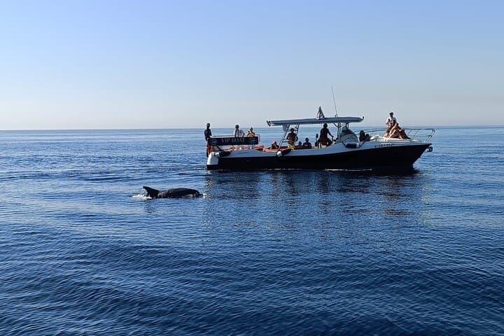 Fuengirola Dolphin-Watching Boat Trip with Coastal Walk & Drink photo 5