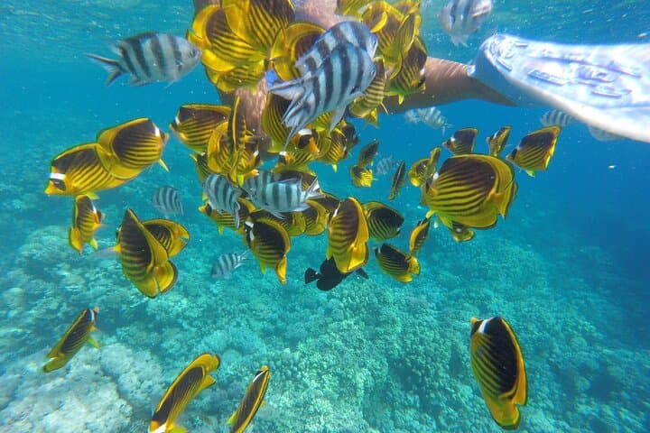 Full-Day Red Sea Dolphin Cruise and Snorkeling from Hurghada photo 6