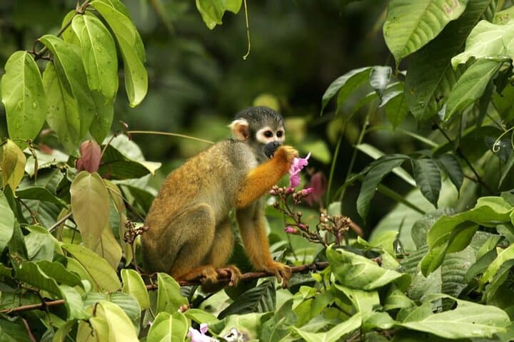 4-Day Manu Jungle Tour from Cusco: Macaws, Treehouse Stays & River Expeditions photo 5