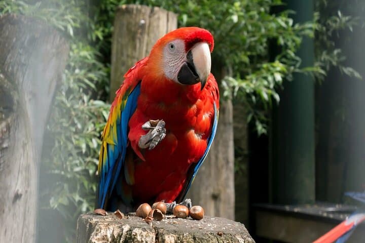 4-Day Manu Jungle Tour from Cusco: Macaws, Treehouse Stays & River Expeditions photo 6