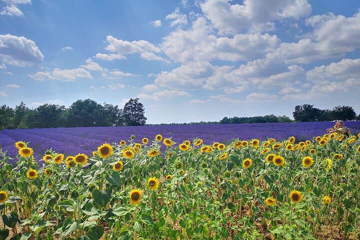 Private Full-Day Provence Lavender Fields Tour: Valensole, Moustiers-Sainte-Marie & Lac Sainte‑Croix