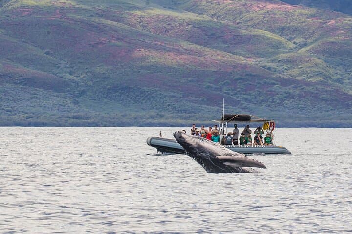 Eye-Level Whale and Dolphin Raft Tour — Lahaina Eco-Rafting photo 3