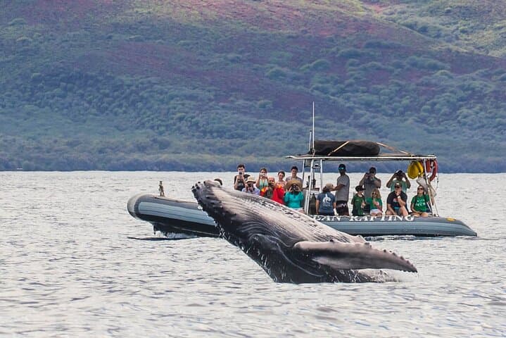 Eye-Level Whale and Dolphin Raft Tour — Lahaina Eco-Rafting
