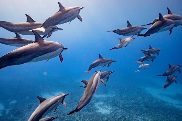 Maui to Lanai Eco-Raft Snorkel & Dolphin Watch — Semi-Private Raft Tour photo 2