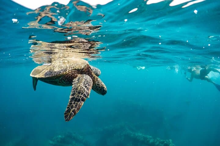 Maui to Lanai Eco-Raft Snorkel & Dolphin Watch — Semi-Private Raft Tour photo 5