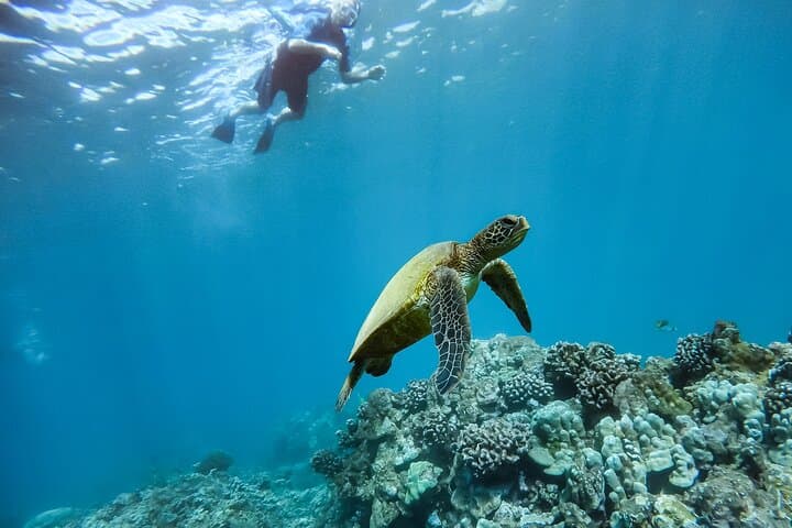 Maui Eco-Raft Turtle Snorkel & Whale Watch — Lahaina Small-Group Tour photo 6