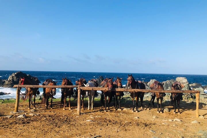Horseback Ride to Aruba’s Natural Pool (Conchi) in Arikok National Park photo 6