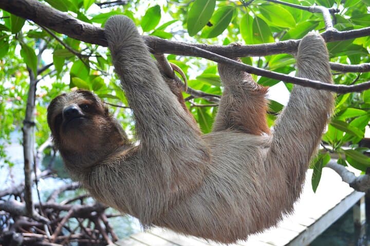 Roatán Monkey and Sloth Sanctuary + Beach Break — Half-Day Wildlife and Beach Excursion