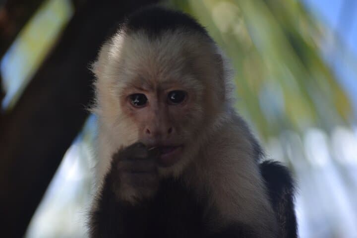 Roatán Monkey and Sloth Sanctuary + Beach Break — Half-Day Wildlife and Beach Excursion photo 3