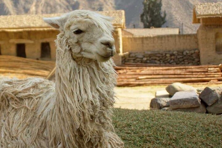 Sacred Valley of the Incas: Premium Full-Day Tour from Cusco photo 5