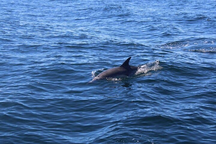2-hour-dingle-bay-mini-eco-boat-tour-cliffs-sea-caves-wildlife photo 5