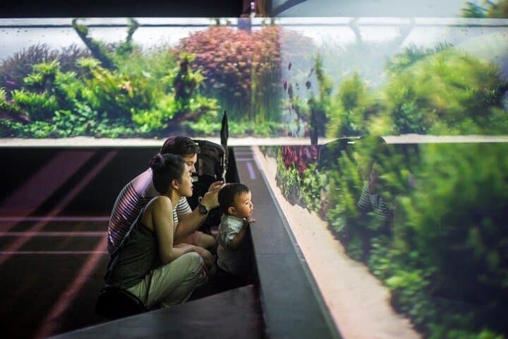 Lisbon Oceanario — Essential Guide to Portugal’s Premier Aquarium photo 3