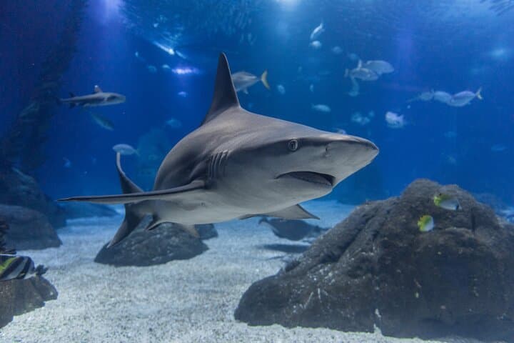 Lisbon Oceanario — Essential Guide to Portugal’s Premier Aquarium photo 4
