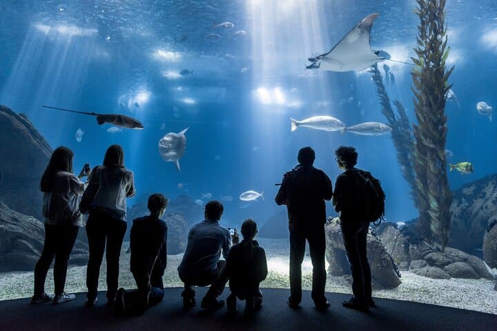 Lisbon Oceanario — Essential Guide to Portugal’s Premier Aquarium