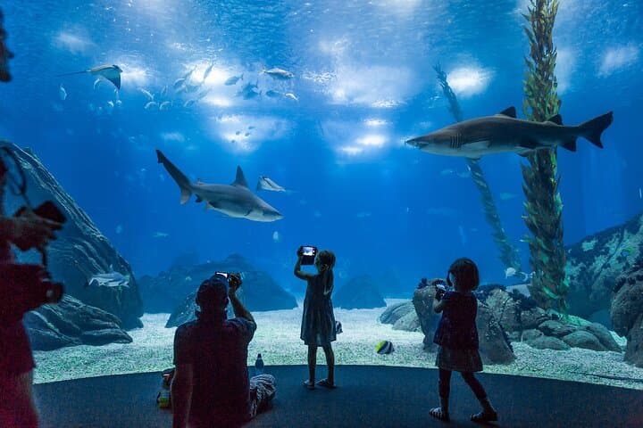 Lisbon Oceanario — Essential Guide to Portugal’s Premier Aquarium photo 6