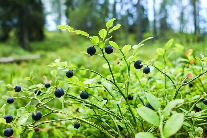 Foraging Lapland: Wild Berries & Mushroom Picking Tour from Rovaniemi photo 5