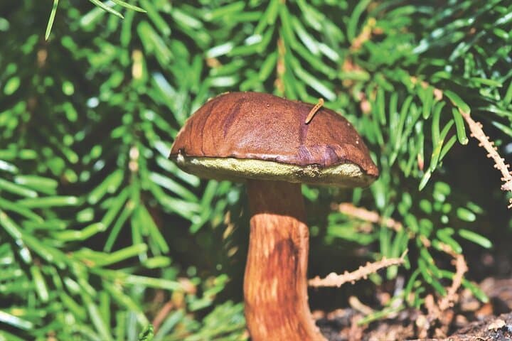 Foraging Lapland: Wild Berries & Mushroom Picking Tour from Rovaniemi photo 3