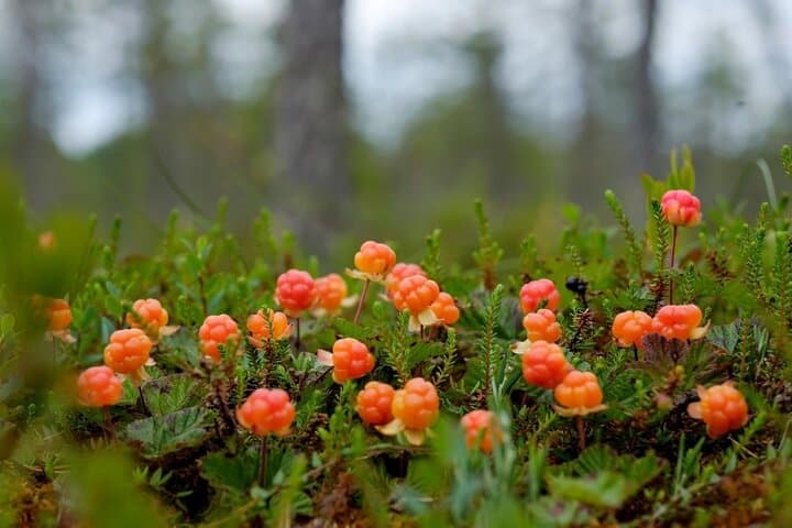 Foraging Lapland: Wild Berries & Mushroom Picking Tour from Rovaniemi photo 2