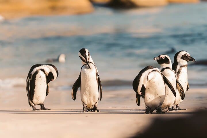 Cape of Good Hope Private Tour — Chapman’s Peak Drive & Boulders Beach Penguins photo 2