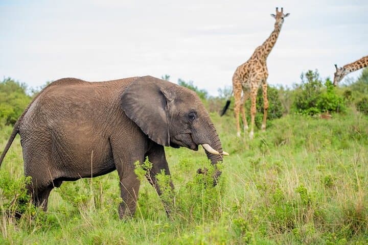 4-Day Kenya Road Trip: Maasai Mara & Lake Nakuru Guided Safari photo 1